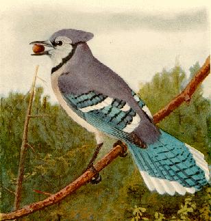 bird